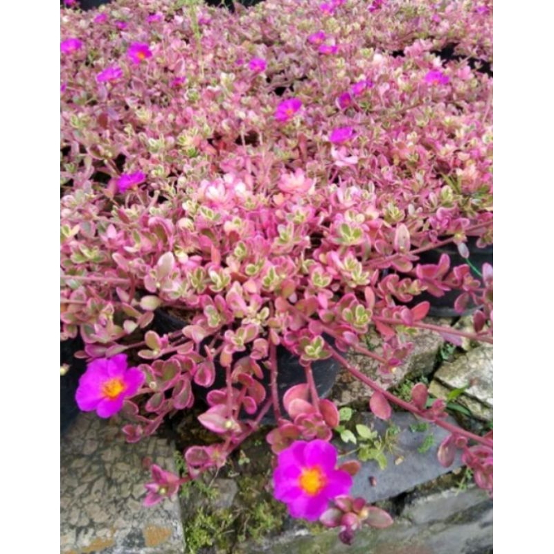 krokot pink varigata