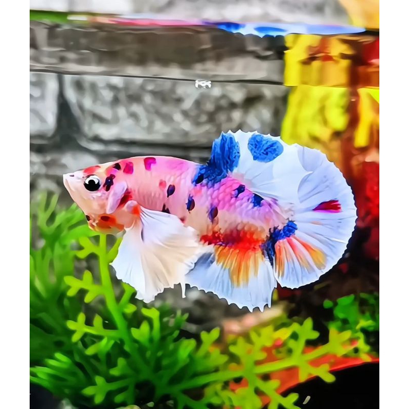 Cupang PKDE Multy bahanan