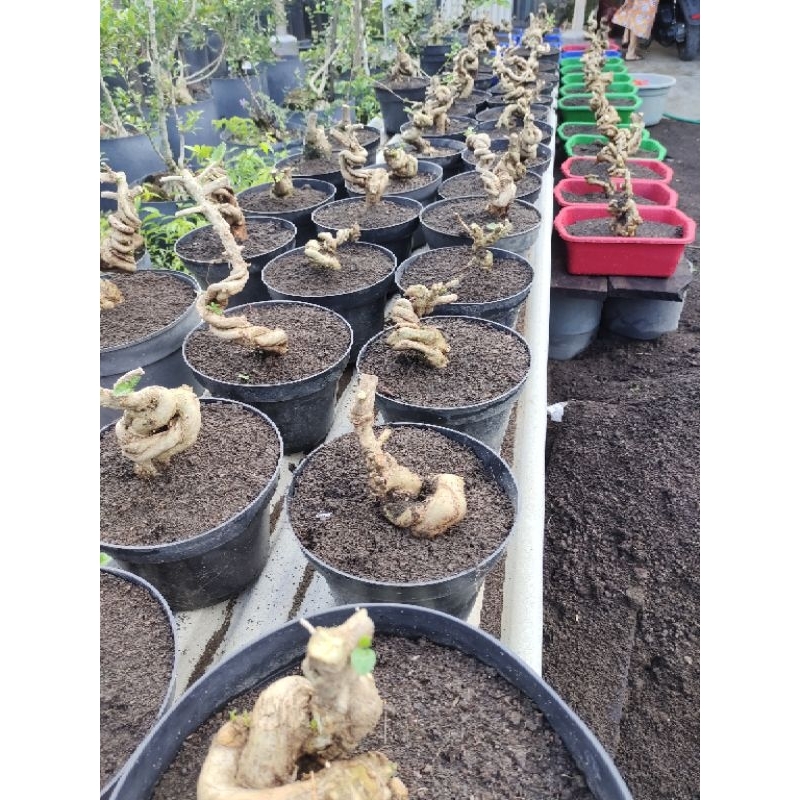 bonsai sancang meliuk