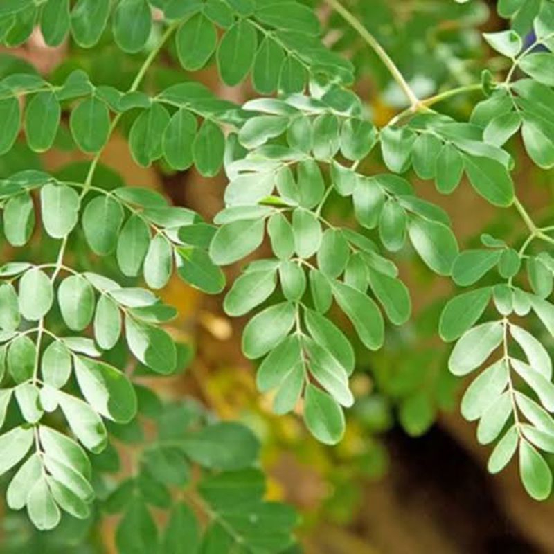 

DAUN KELOR SEGAR/SAYUR KELOR/MORINGA OLIEVERA/SAYURAN SEGAR