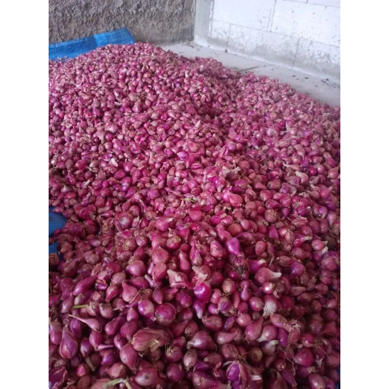 

Bawang Merah