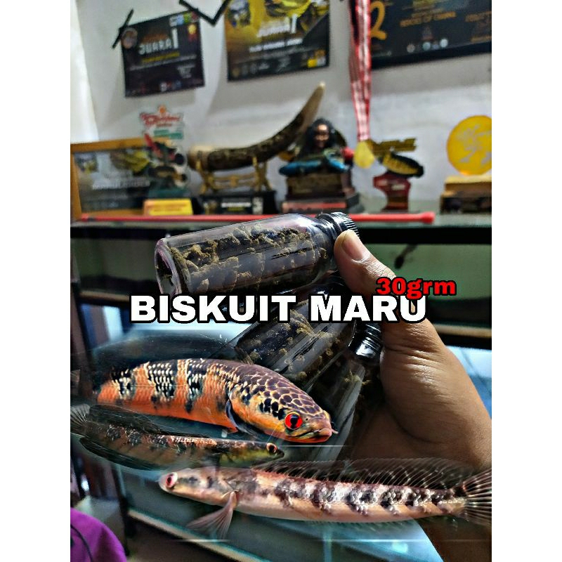 PAKAN CHANA MARU RED DAN YELLOW