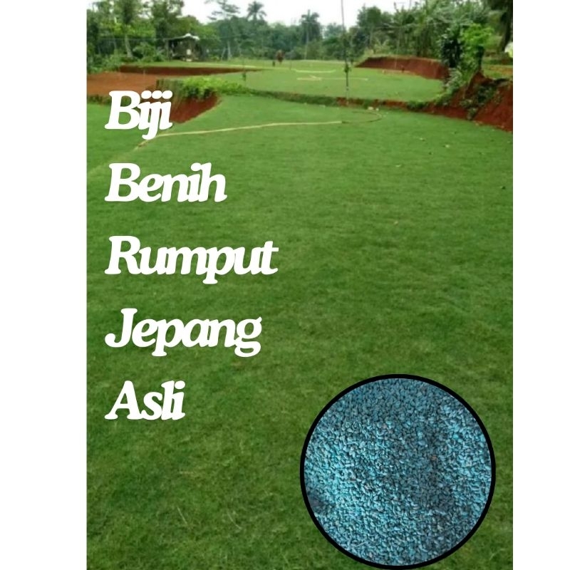 750 biji benih rumput jepang asli