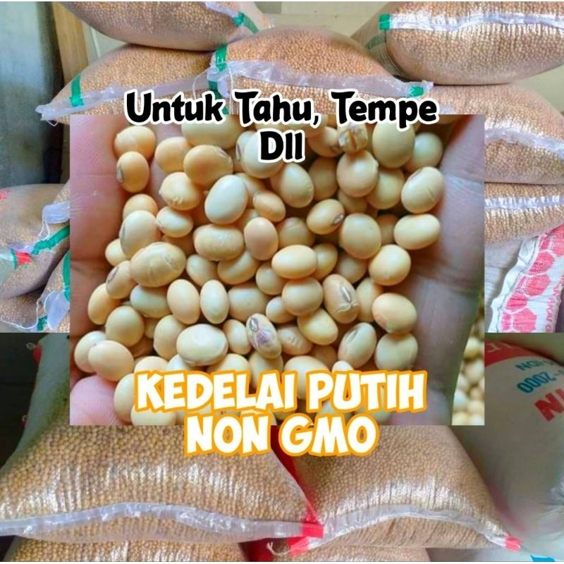 

1KG Kedelai putih Lokal (NON GMO) Kedelai putih Berat 1000gr unk Tahu, Tempe dll