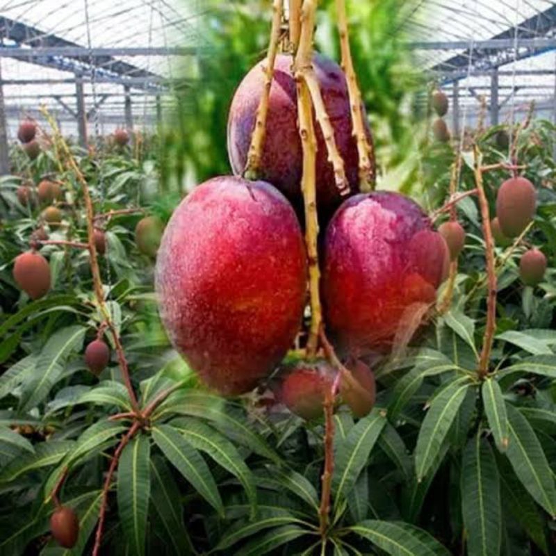 

Mangga Miyazaki 1 Meter Up. Super Genjah Asli 100%