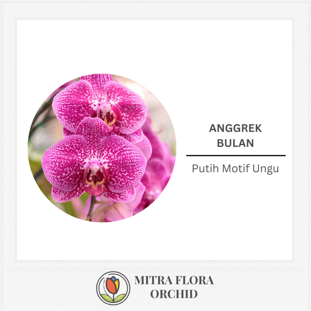 Anggrek Bulan Jumbo Putih Motif Ungu