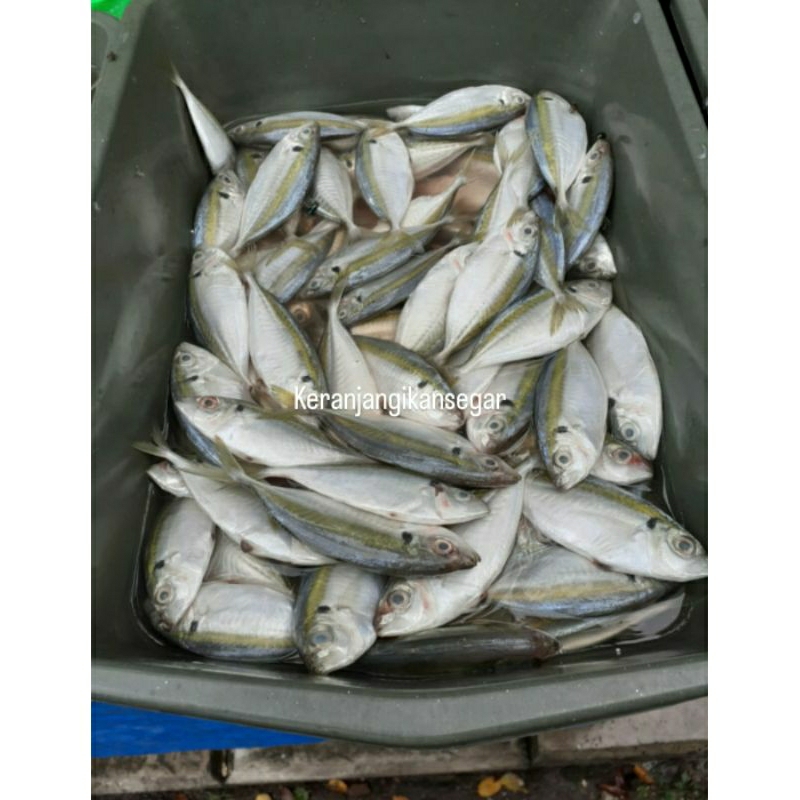 

Ikan selar segar harian berkualitas bergaransi 1kg (bukan frozen) free dibersihkan