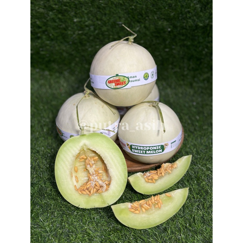 

Melon Hydroponics GreenieSweet 1 Buah