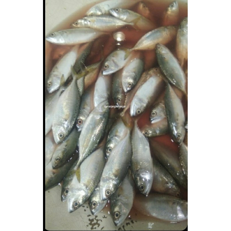 

Ikan kembung gepeng /cewe segar harian 1kg (bukan frozen) free dibersihkan