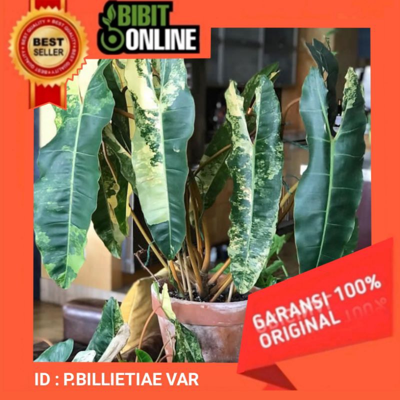 RARE Bibit Philodendron BILLIETIAE VAR original