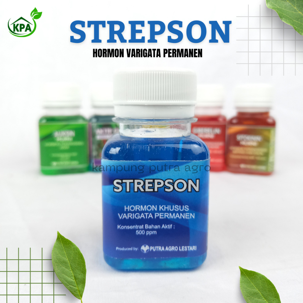 HORMON VARIGATA PERMANEN - VARIEGATA TANAMAN HIAS - STREPSON