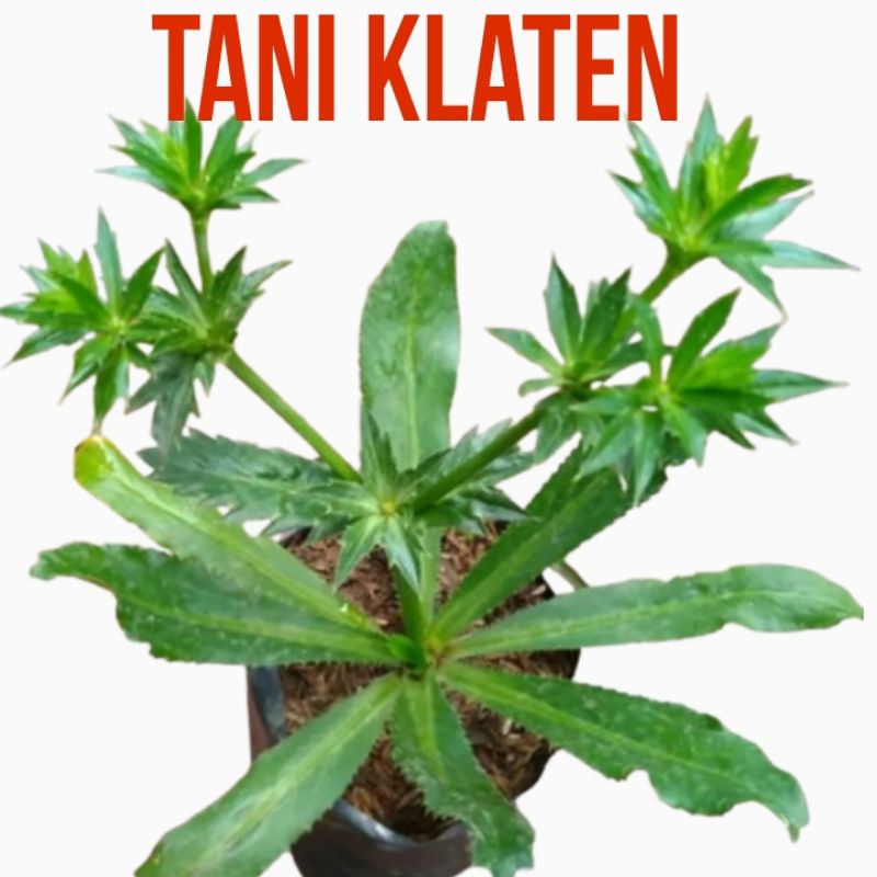

bibit Pohon Tanaman Walang Sangit Murah