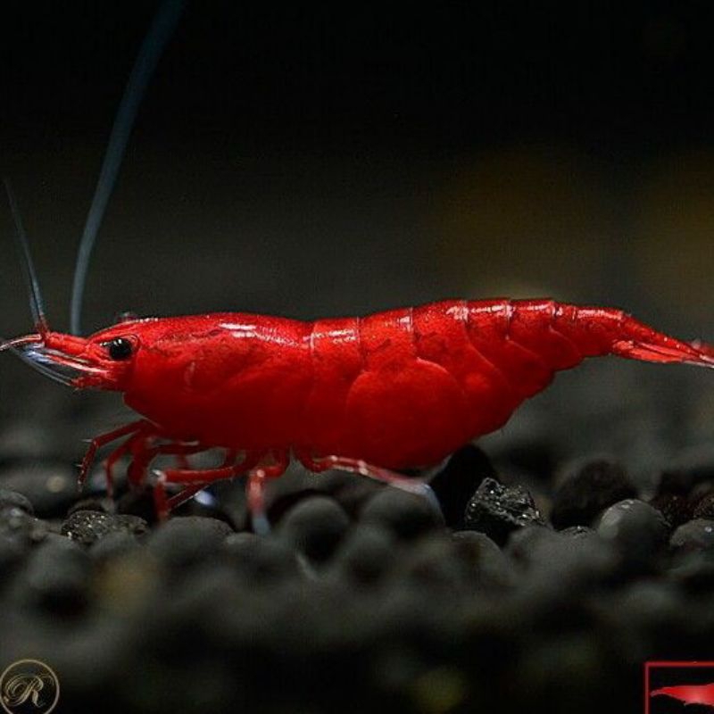 

udang hias Neocaridina blody marry isi 10ekor