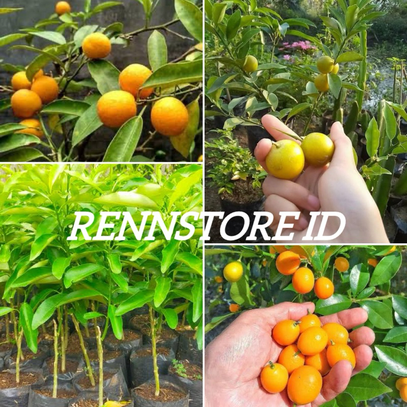 Bibit Jeruk Kimkit Madu Kondisi Sudah Berbuah