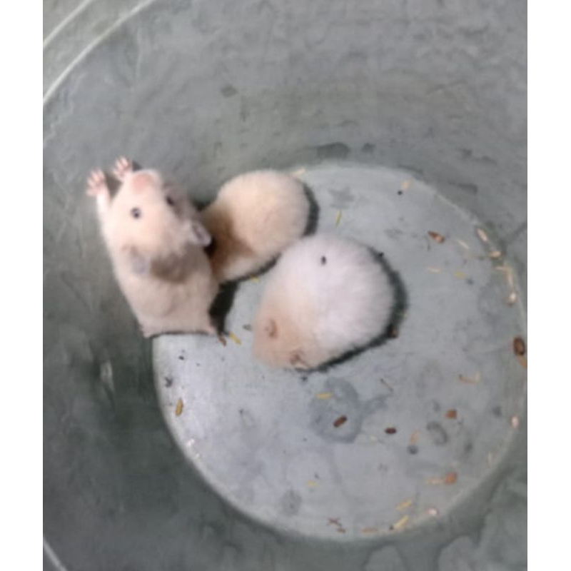 

HAMSTER