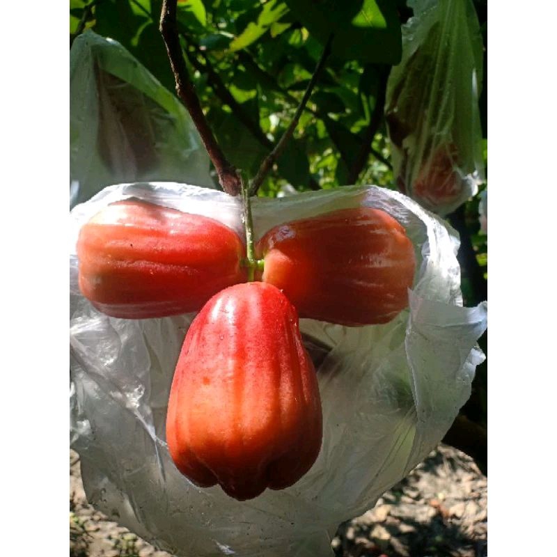 

Buah jambu air citra jumbo per 1kg