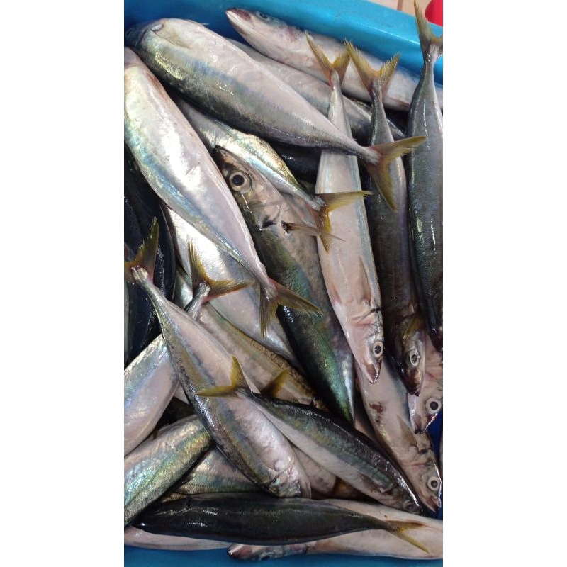 

Ikan benggol Fres dari laut Malang selatan