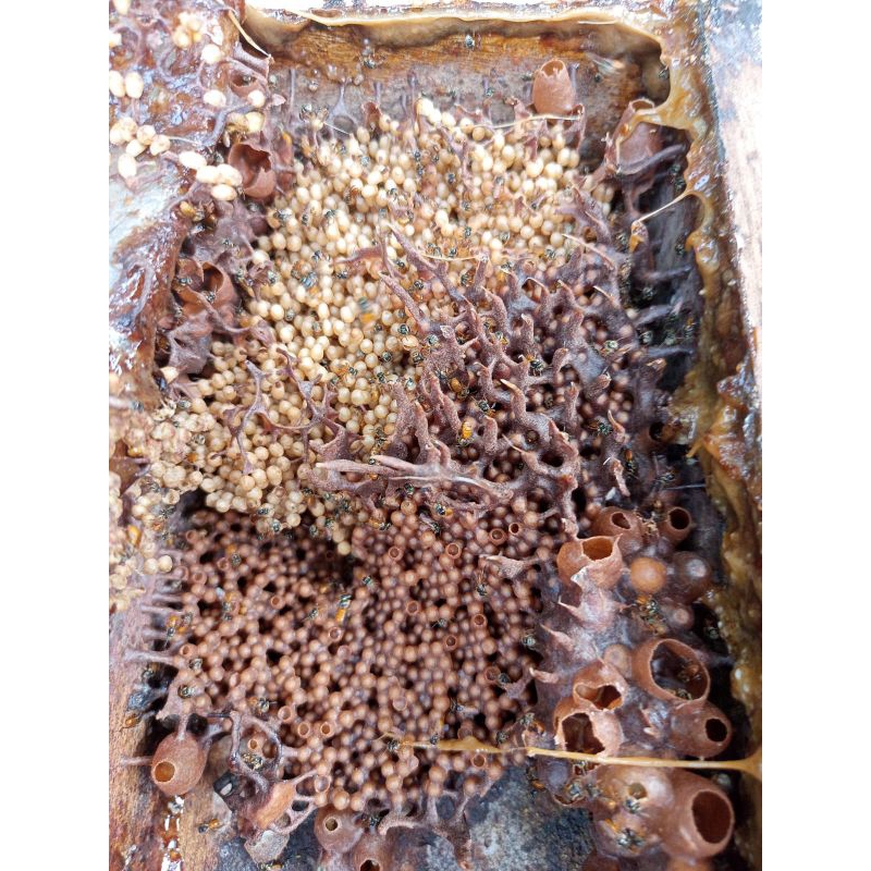 lebah trigona kelanceng kuning jenis sarawakensis koloni super