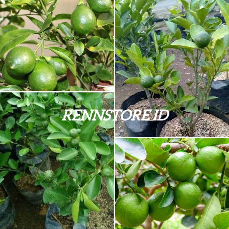 Bibit Jeruk Nipis Jumbo Sudah Berbuah