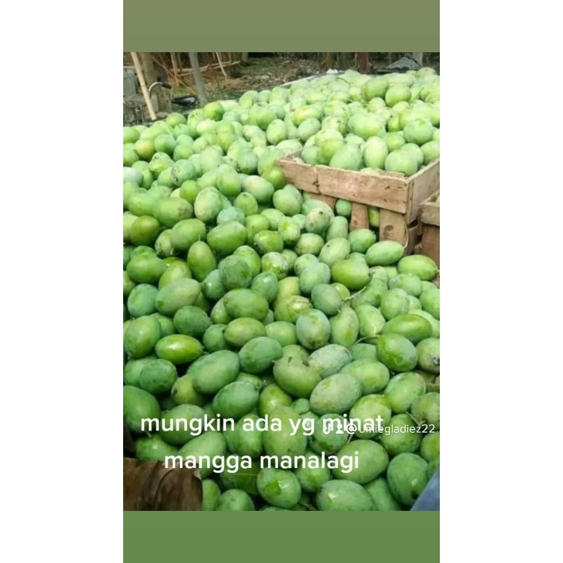 

mangga manalagi