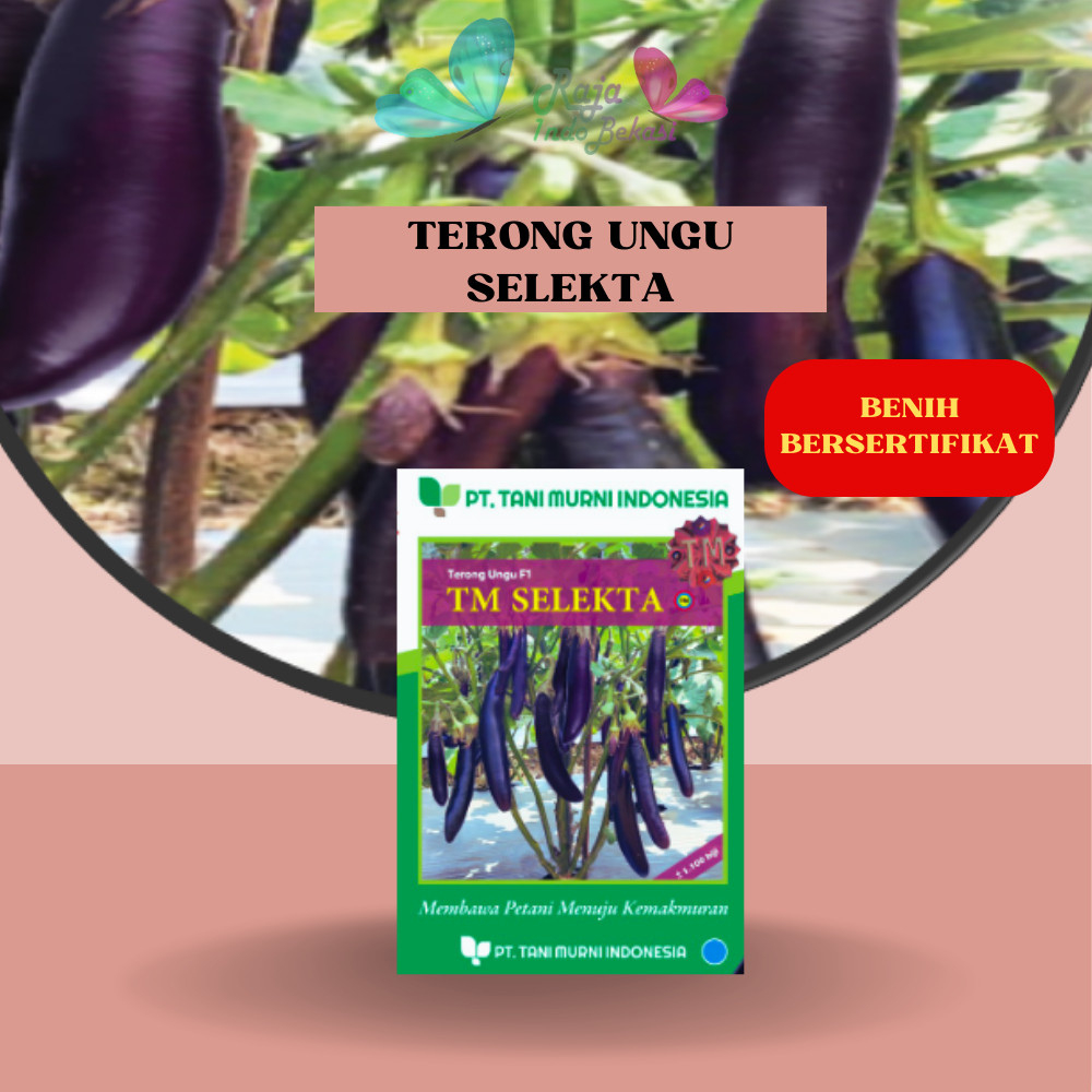 ORI KEMASAN ASLI BIJI BENIH KUAT TERONG Ungu Manis TM SPARTAN Bibit TM Selekta ORI Terung Spartan Eg
