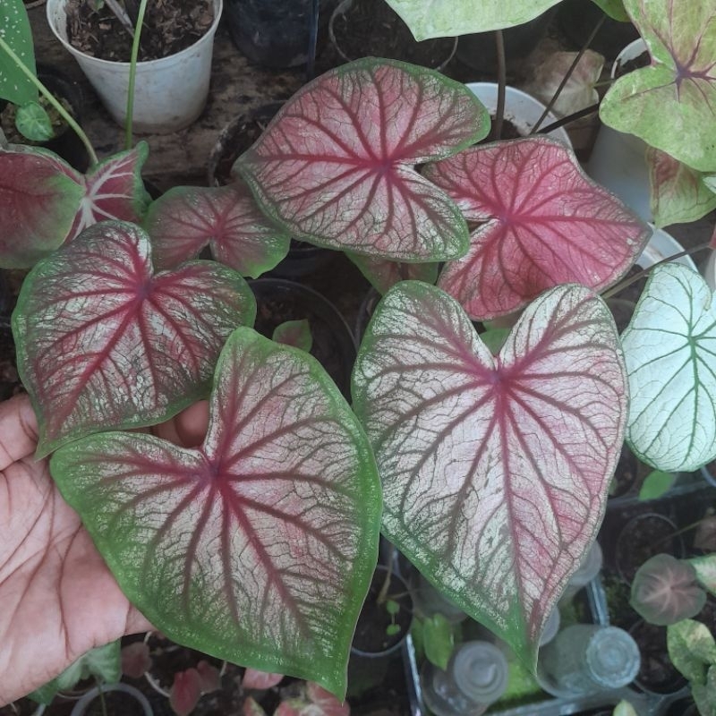 BIBIT KELADI/CALADIUM AMERA THAILAND SERIES