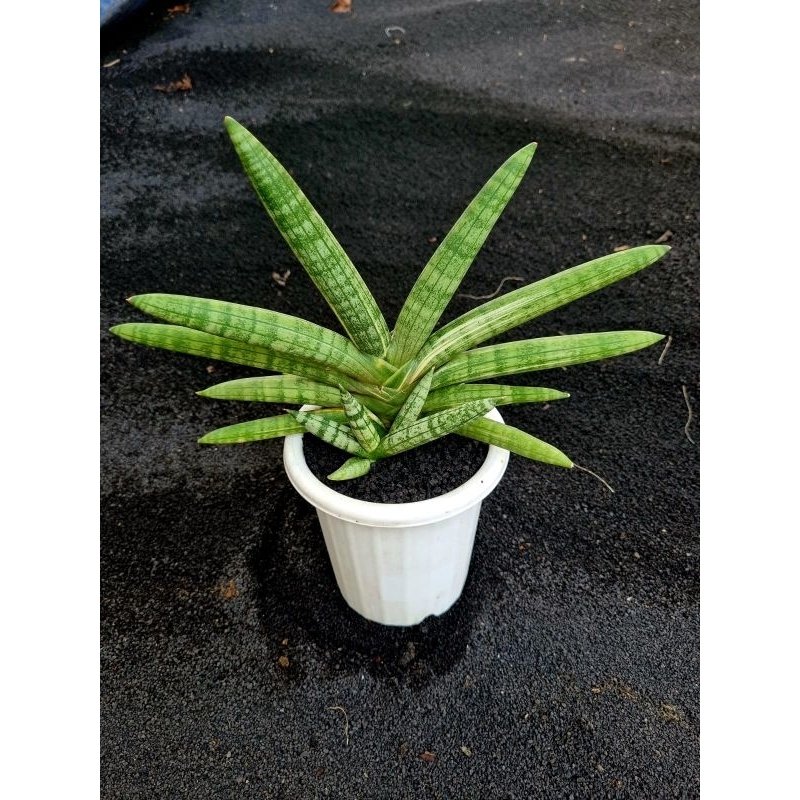 sansevieria Boncel /Boncel / cylindrica