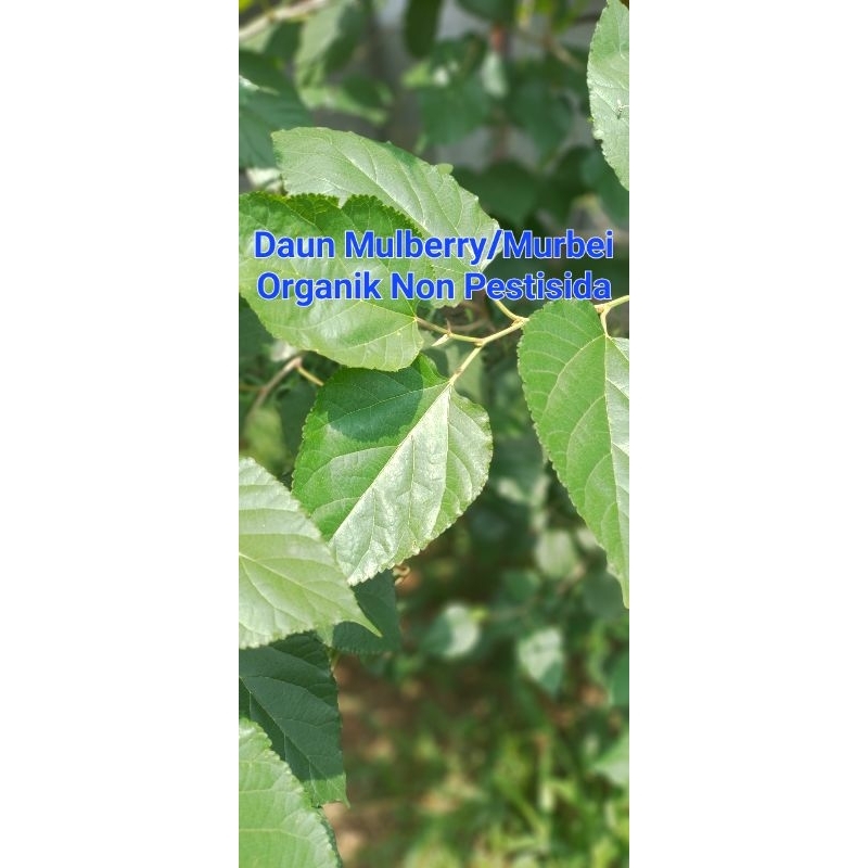 

Daun Mulberry | Daun Murbei | Per 30 lembar | Organik Non Pestisida | Medan 100%