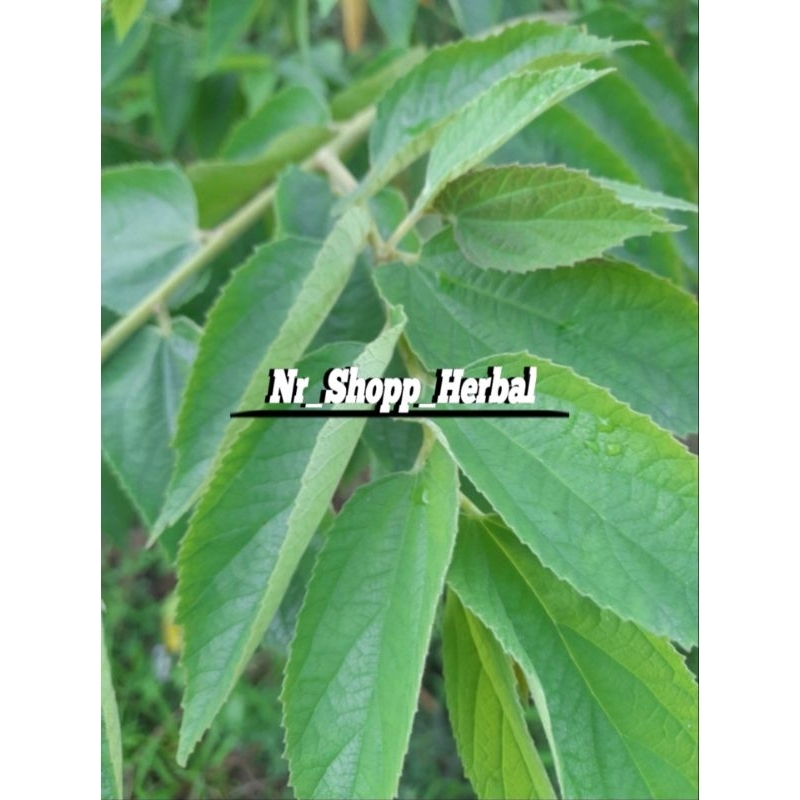

Daun kersen segar 1kg fres organik