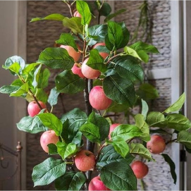 BIBIT BUAH APEL FUJI CANGKOK BATANG BESAR