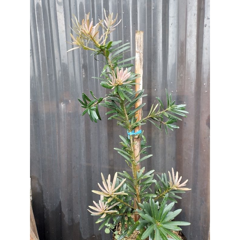 lohansung pucuk pink original 50 cm