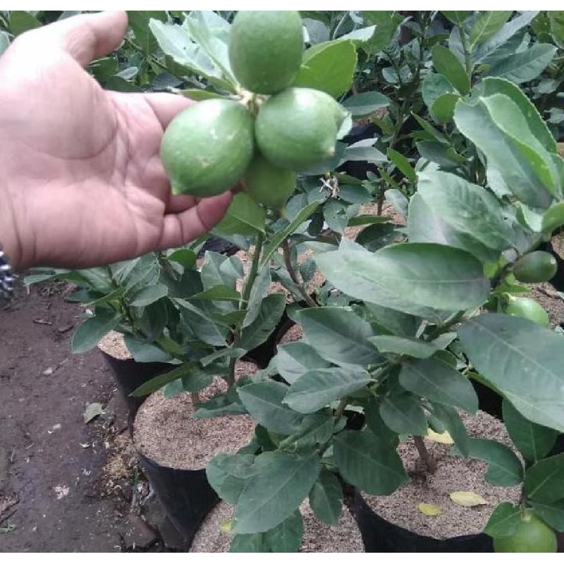 bibit jeruk nipis kondisi sudah berbuah