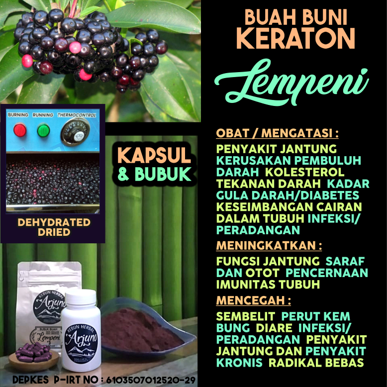 

Dehydrated Dried Kapsul Bubuk Buah Lempeni Buni Keraton Obat Penyakit Jantung Kerusakan Pembuluh Hipertensi Tekanan Gula Darah Diabetes Kencing Manis Kolesterol Infeksi Peradangan Dll Herbal Suplemen Alami