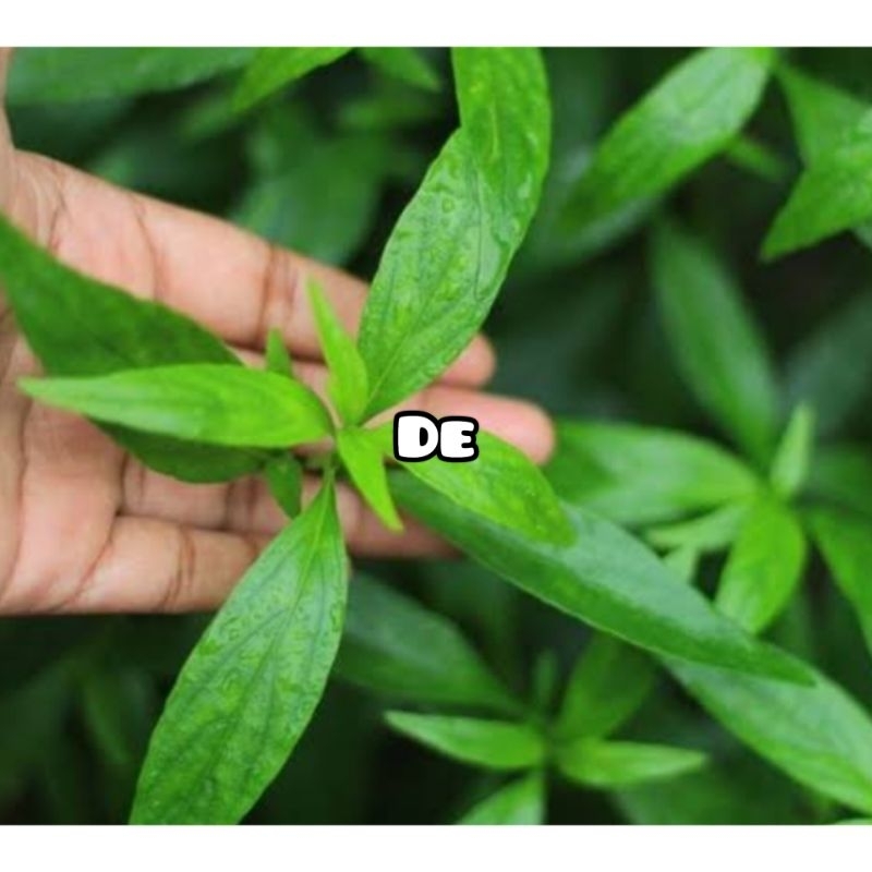 

Jual daun sambiloto segar organik-az