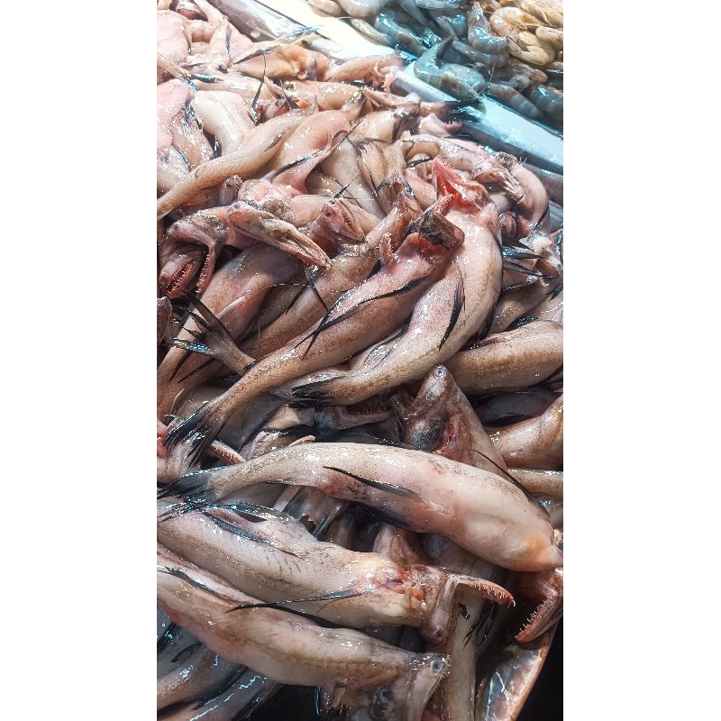 

Ikan Keladi Lomek Segar Pontianak