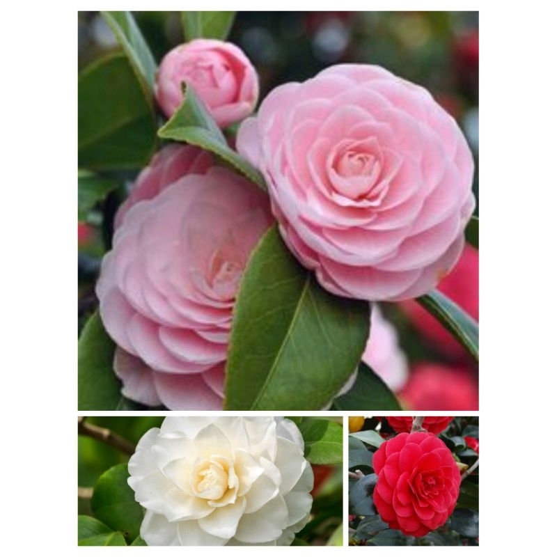 Tanaman Hidup Bunga Camelia Tumpuk - Bunga Hias Camelia Ready