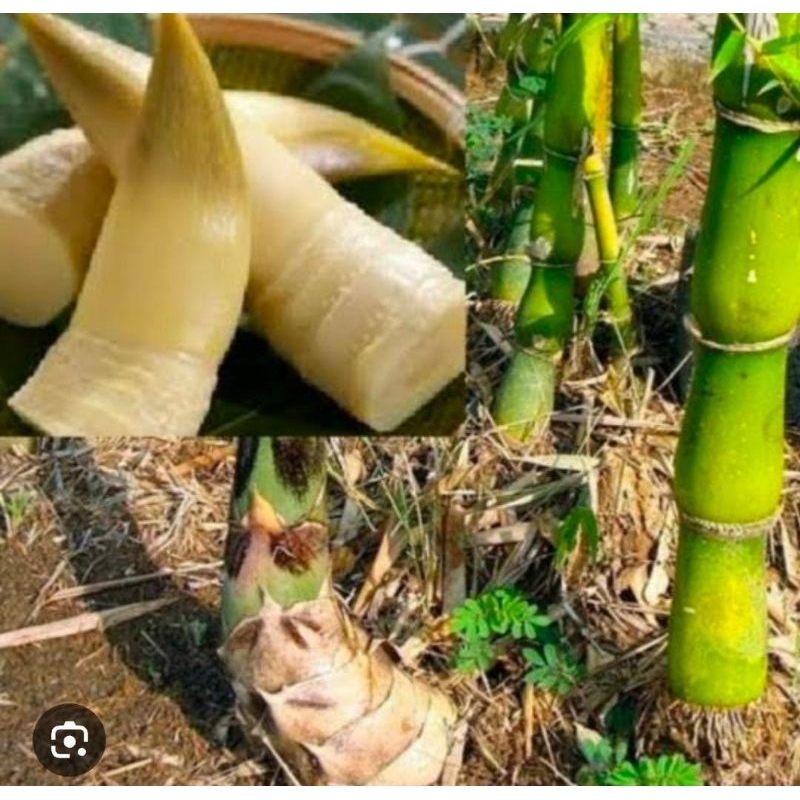 

Rebung Bambu Ampel Dan Wulung 1 Kg Muda Utuh Belom Kupas Sayur SEGAR Termurah