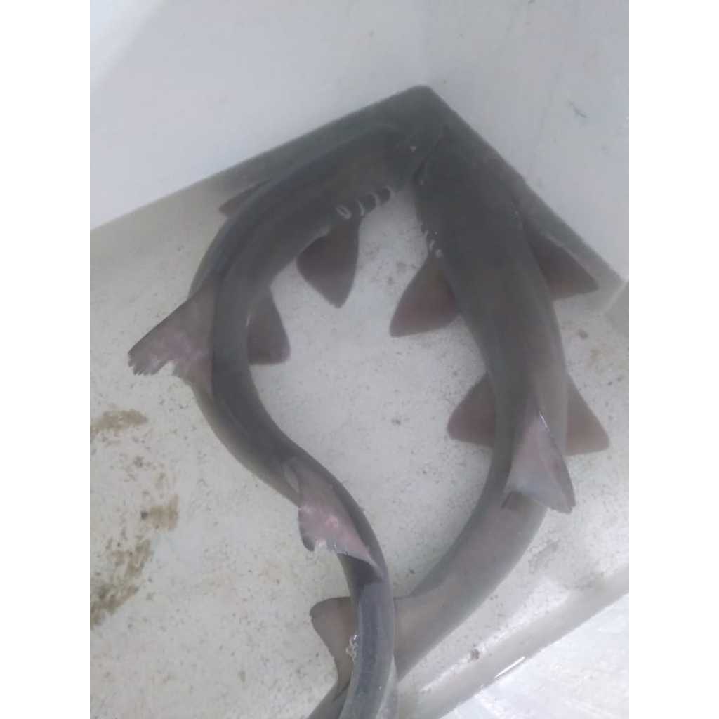 Hiu Bambu - Ikan Hias Laut