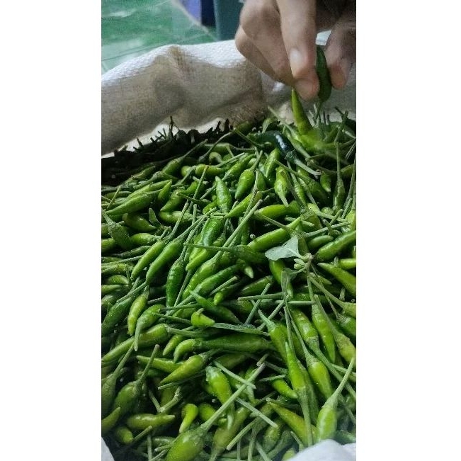 

1kg Cabe Rawit Ijo Cabe Setan FRESS Langsung Petik Dari Lahan! Lombok Setan