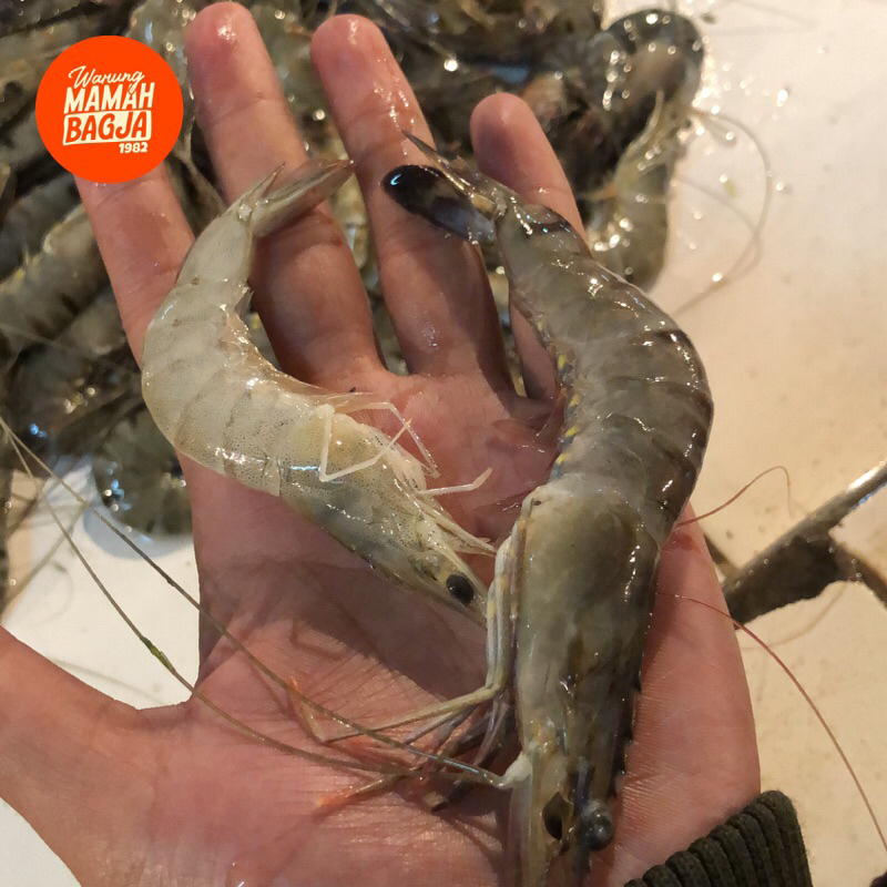 

UDANG PANAME BESAR Isi 56pcs 1kg fresh