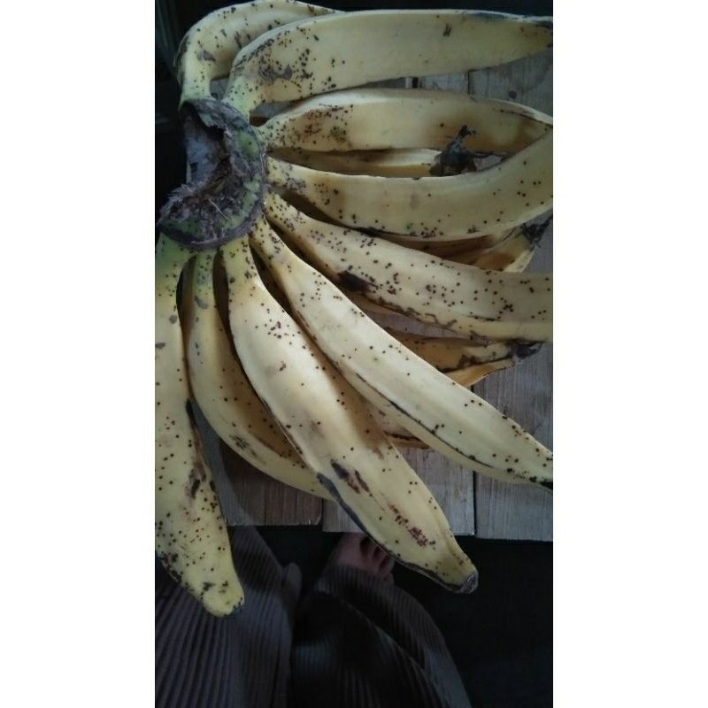 

Pisang candi 1 sisir