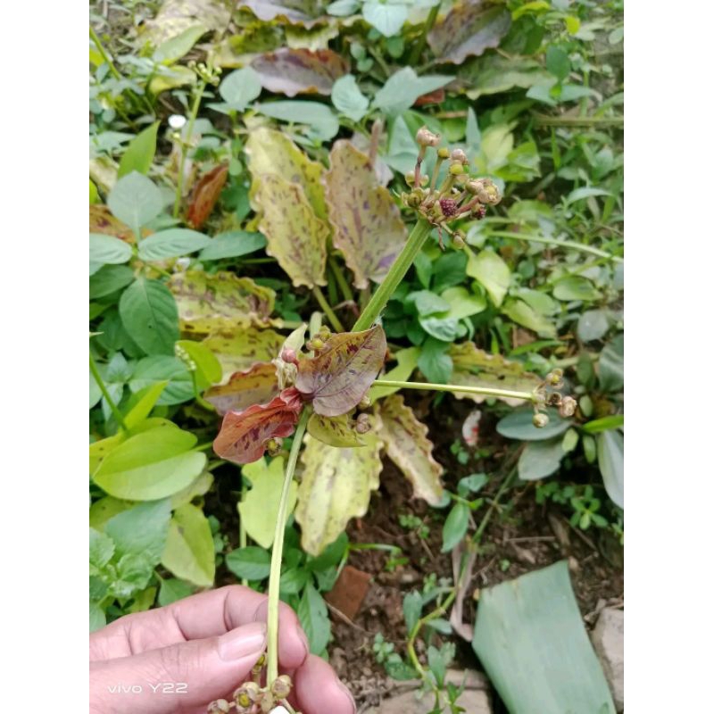 echinodorus ozeload