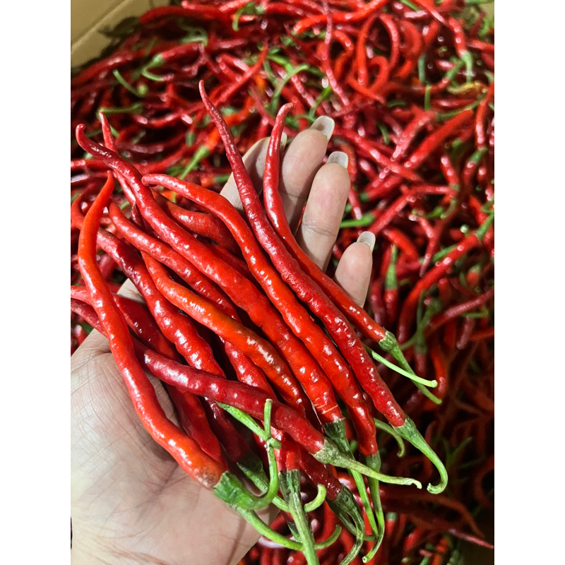 

CABAI KERITING IMPERIAL berat 1 kg