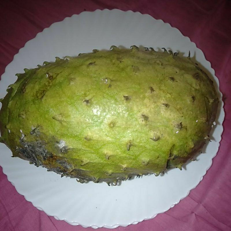 

Sirsak Ratu Buah segar