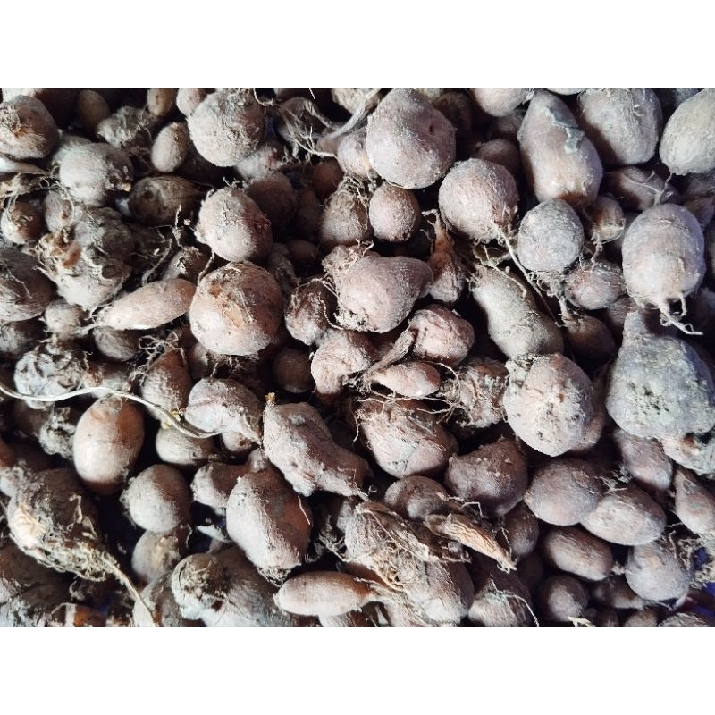 

KENTANG HITAM SUPER PREMIUM BERAT ISI 1KG READY STOK