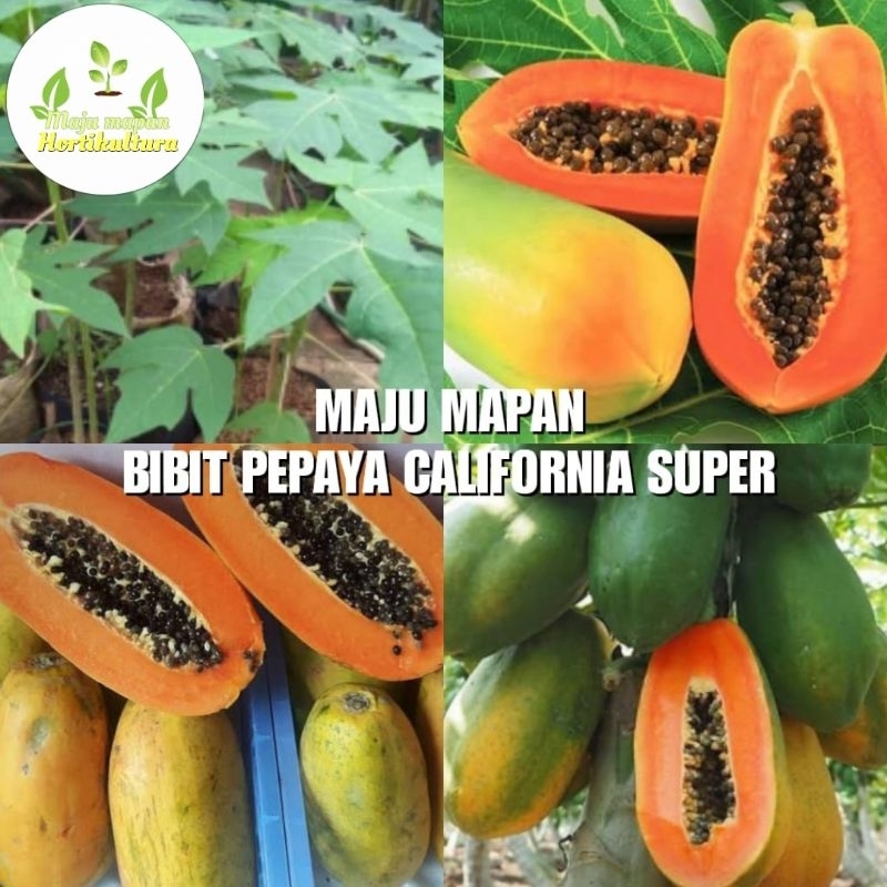 BIBIT PEPAYA CALIFORNIA SUPER