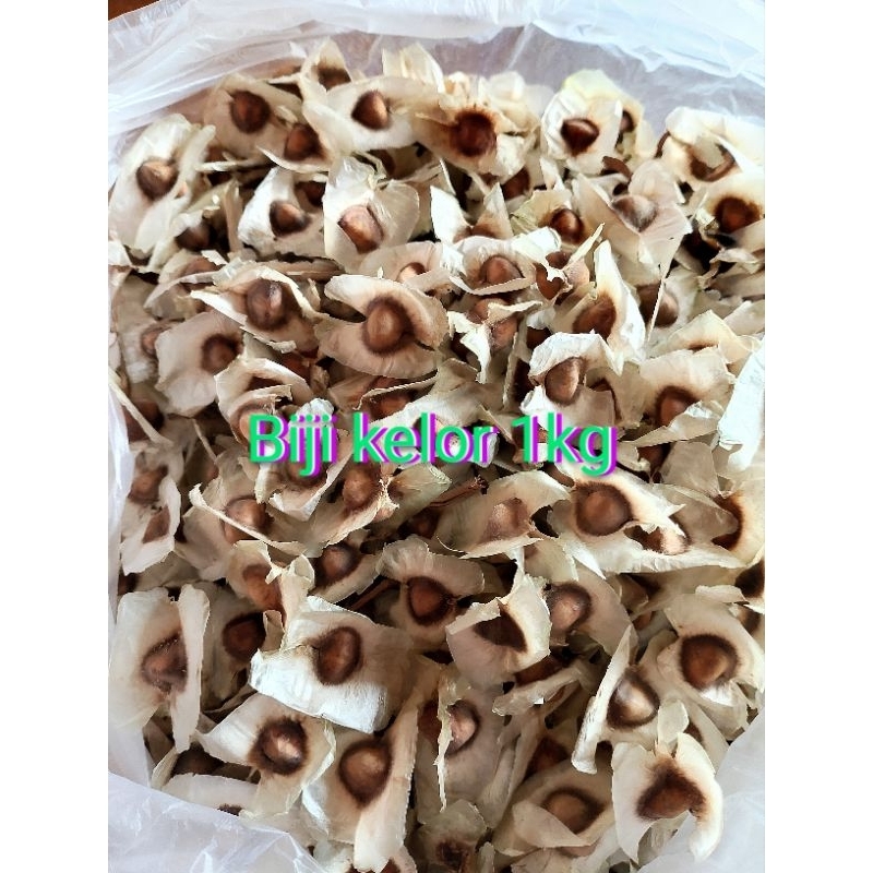 

biji kelor 1kg kering TERMURAH untuk obat