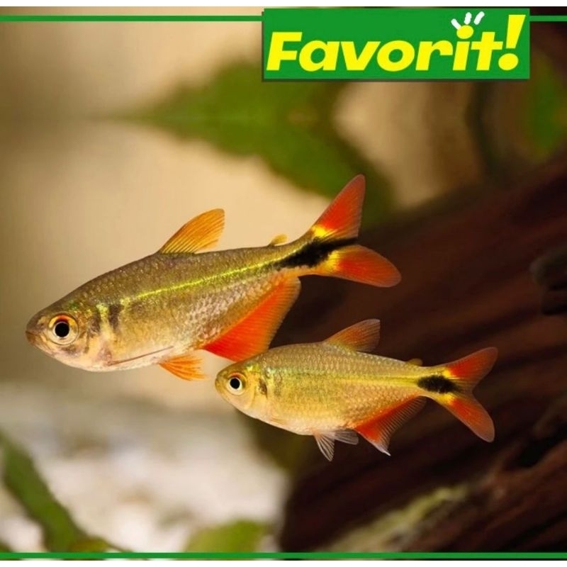 Tetra Buenos Aires Ikan Hias Aquarium Aquascape Hiasan Tanaman Air