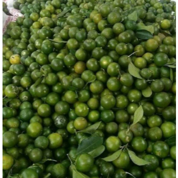 

TERLARIS Jeruk Kasturi 500gr/Jeruk Sonkit/Jeruk Kunci/Lemon Cui