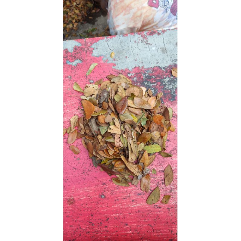

daun mindik kering